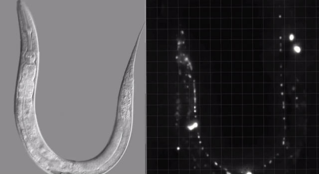 Нематода и её нейроны, светящиеся в разных частях тела (кадр из видео MIT, YouTube). 