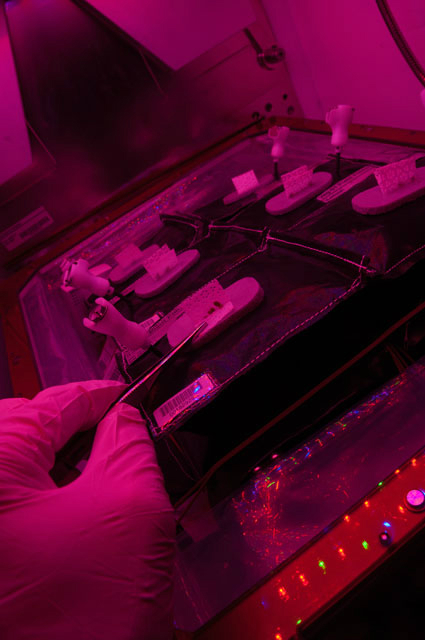 В систему Veggie было помещено шесть "подушек" с семенами красного салата ромэн (фото NASA).