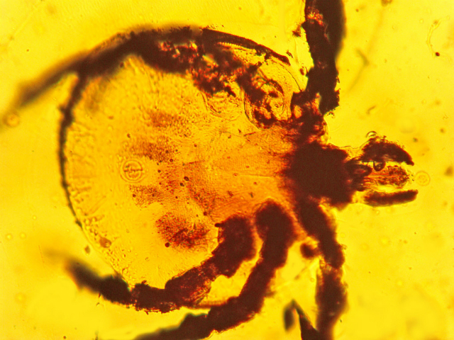 Этому древнему клещу около ста миллионов лет (фото George Poinar, Jr., Oregon State University).