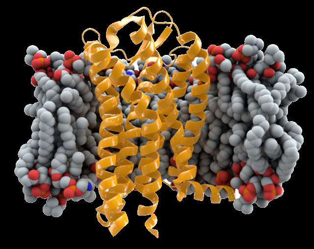 Устойчивость к ВИЧ характеризуется наличием двух мутаций в гене CCR5 (иллюстрация Wikimedia Commons). 