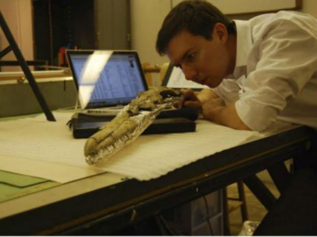 Ведущий автор исследования Дэниел Ксепка изучает череп P. sandersi (фото Daniel Ksepka).