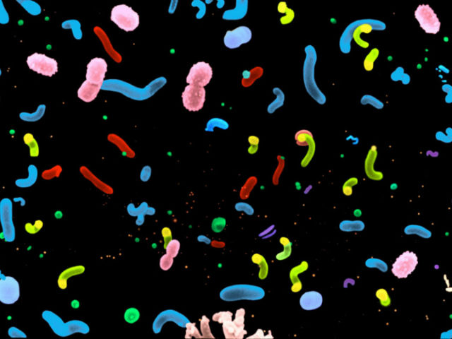 Микрофотография морских бактерий (фото Ed DeLong/Dave Karl, SOEST, University of Hawaii). 