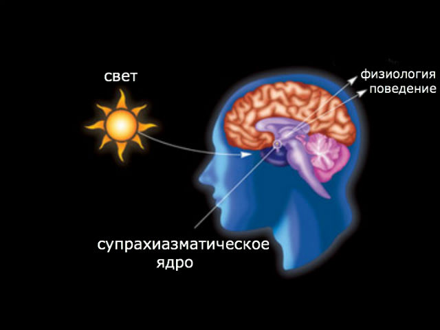 Cупрахиазматическое ядро головного мозга обрабатывает информацию о количестве света и поставляет информацию в виде уровня гормонов основным биологическим часам (иллюстрация Wikimedia Commons). 