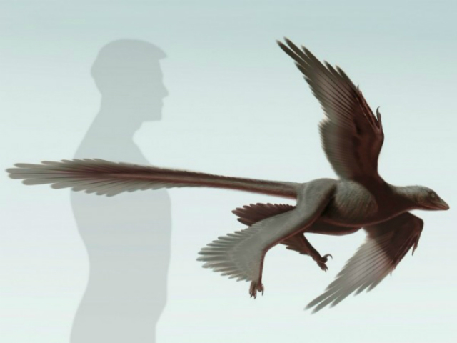 Changyuraptor yangi в представлении художника (иллюстрация Stephanie Abramowicz, Dinosaur Institute, NHM).