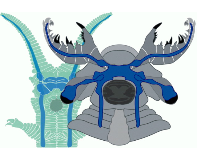 Голова животного и её внутреннее строение в представлении художника (иллюстрация Nicholas Strausfeld/University of Arizona).
