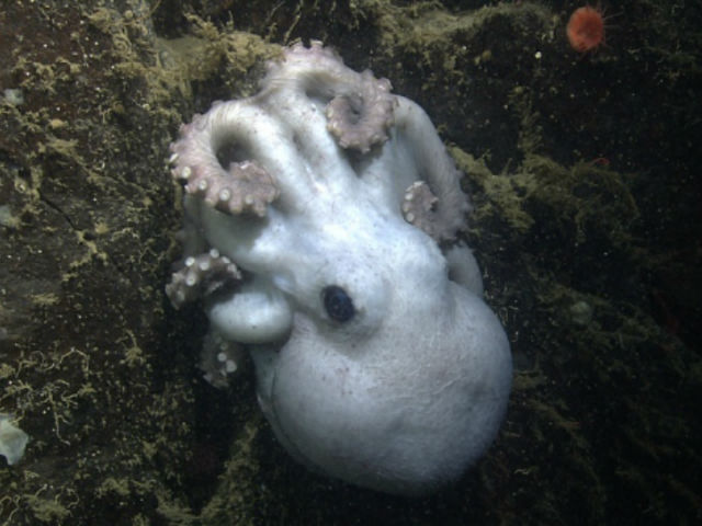  Октомама на океанском дне (фото MBARI).