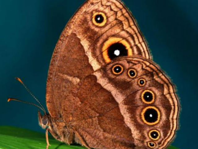 Файл загружен. Размер: 59191 байт