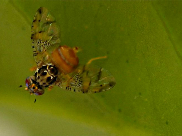 Файл загружен. Размер: 209728 байт