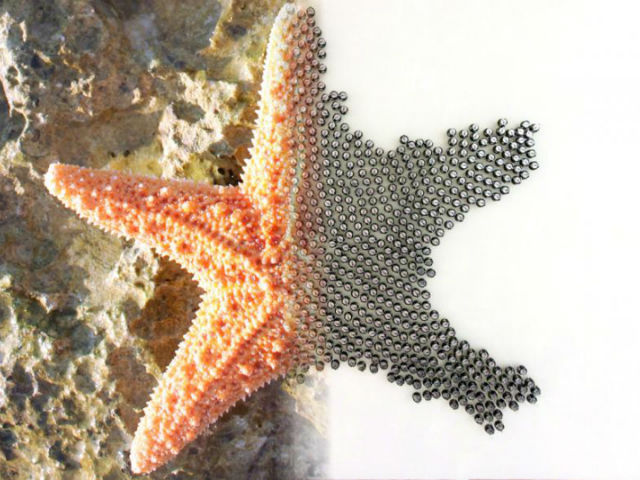 Армия ботов способна принять почти любую двухмерную форму, например, форму морской звезды (иллюстрация Harvard SEAS).